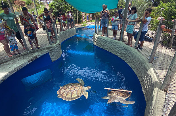 Enriquecimento ambiental: Bem-Estar e Alegria das Tartarugas Marinhas nos Museus da Fundação Projeto Tamar